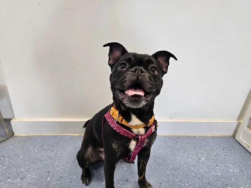 Winnie, female English Bulldog for adoption at Dogs Trust Evesham, Evesham