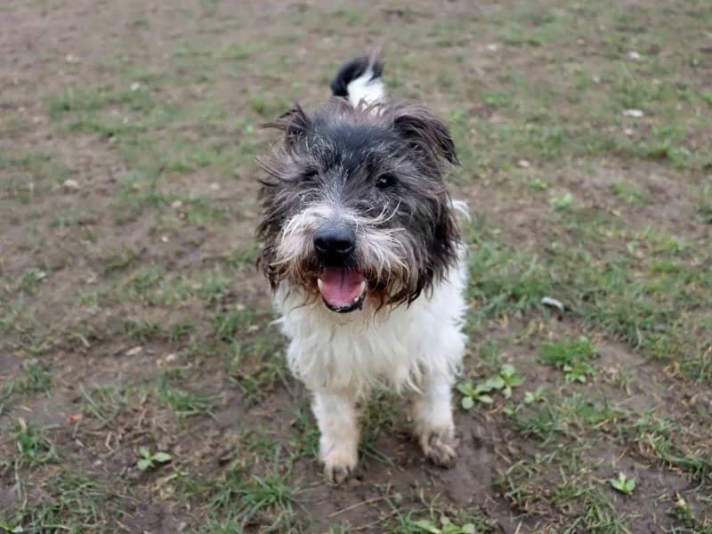 Scruff, male Cairn Terrier for adoption at Dogs Trust Darlington, Sadberge