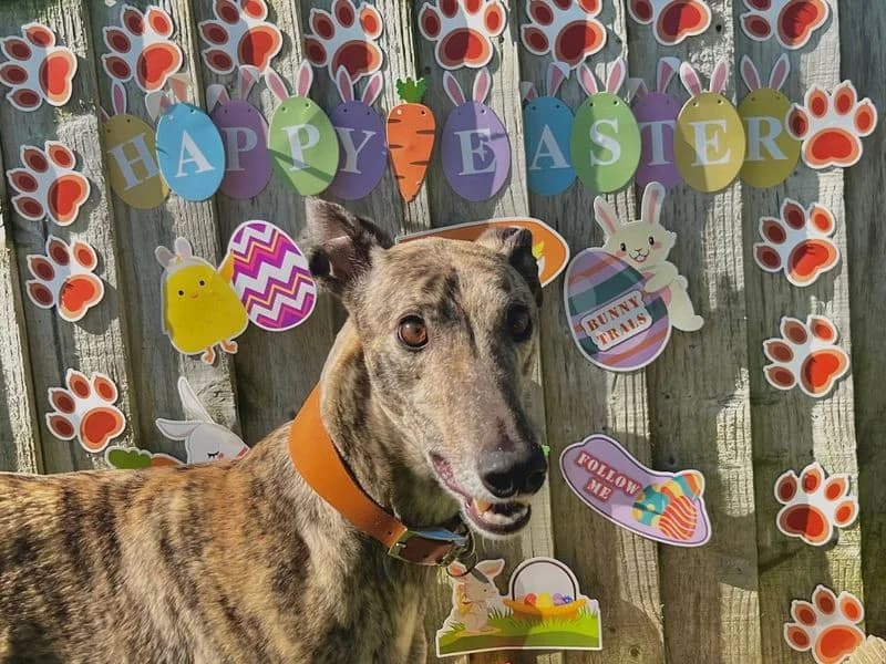Billy, Greyhound (Dogs Trust Snetterton)