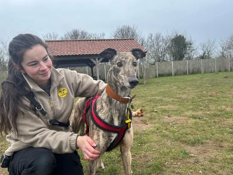 Billy, male 5yo Greyhound for adoption at Dogs Trust Snetterton, Snetterton