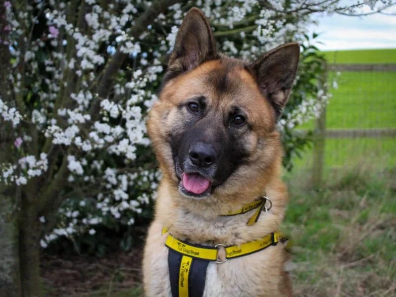 Foxy, male young mixed breed for adoption at Dogs Trust Darlington, Sadberge