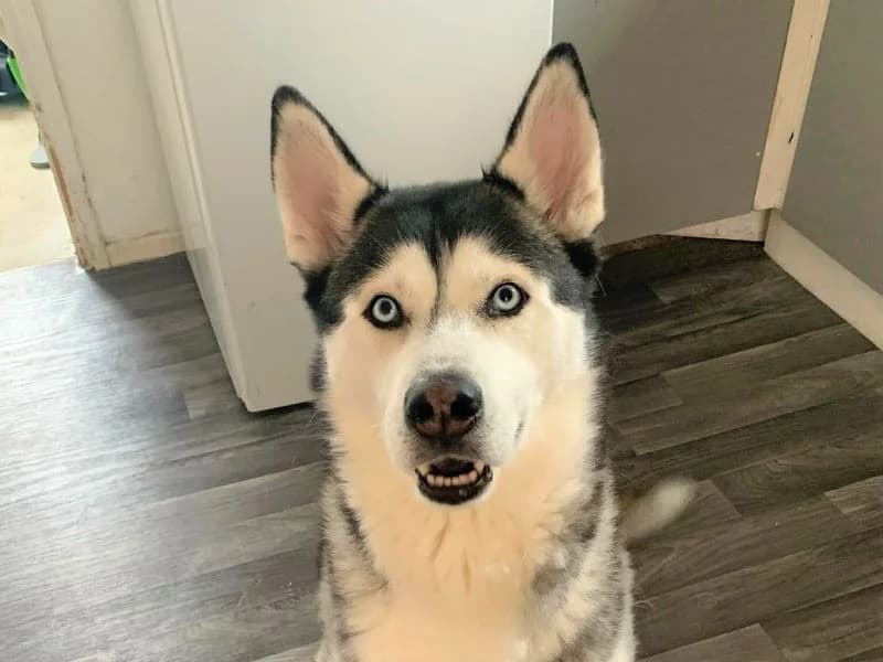 James, male 6yo Husky for adoption at Dogs Trust Bridgend, Mid Glamorgan