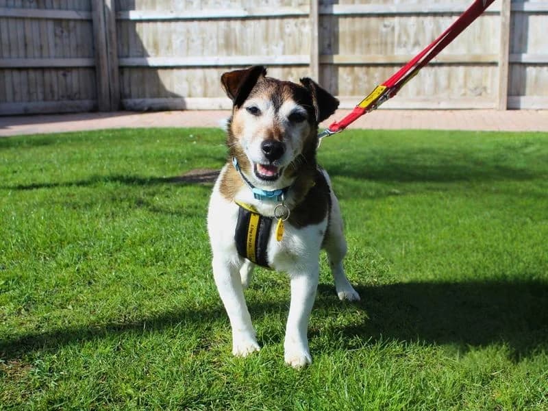 Max, Jack Russell Terrier (Dogs Trust Manchester)