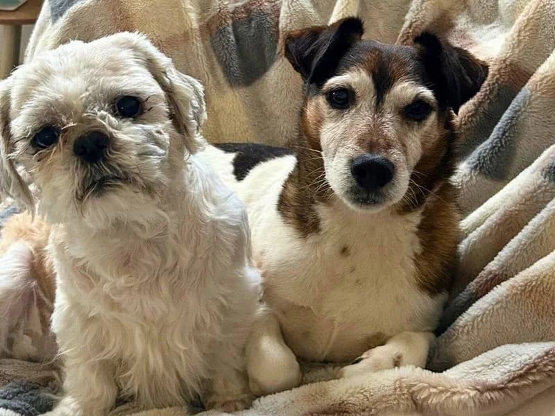 Milo, white_cream male Shih Tzu for adoption at Dogs Trust Manchester, Manchester