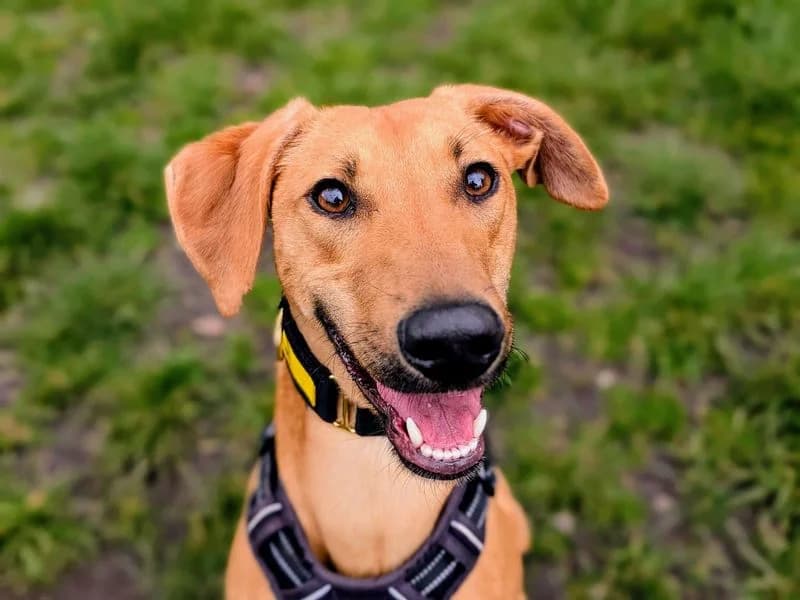 Ottie, female young mixed breed for adoption at Dogs Trust Cardiff, Cardiff