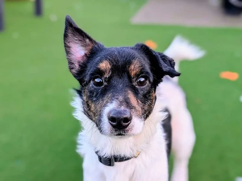 Scrappy, male young Jack Russell Terrier for adoption at Dogs Trust Cardiff, Cardiff