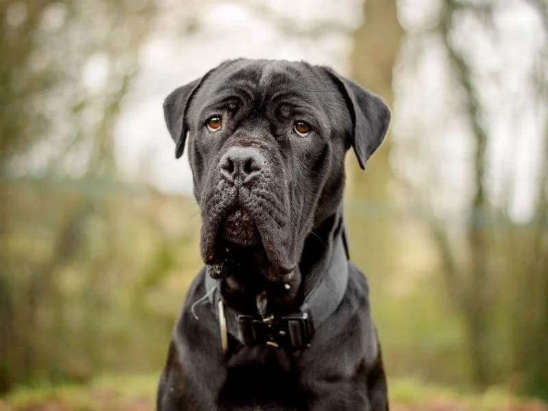 Atlas, Cane Corso (Dogs Trust Kenilworth)