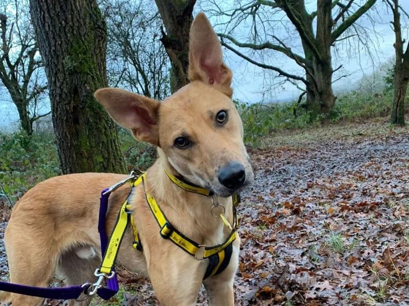 Trigger, male young mixed breed for adoption at Dogs Trust Newbury, Newbury