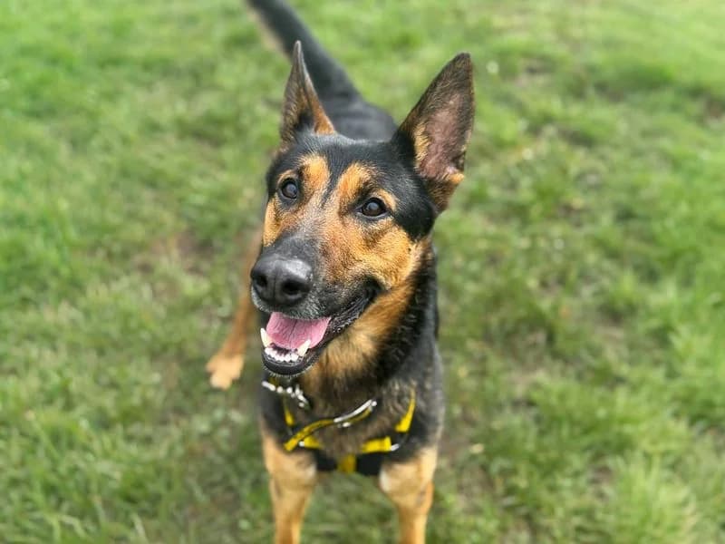 Maggie, female young mixed breed for adoption at Dogs Trust Basildon, Wickford
