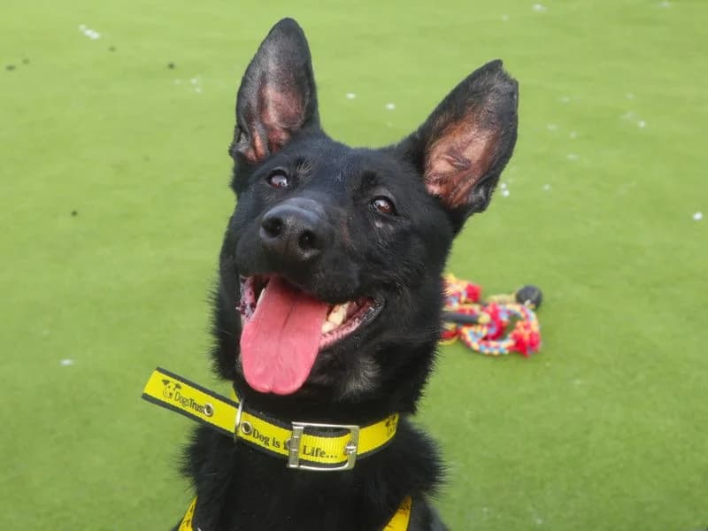 Rose, female 4yo Belgian Malinois for adoption at Dogs Trust Harefield, Harefield