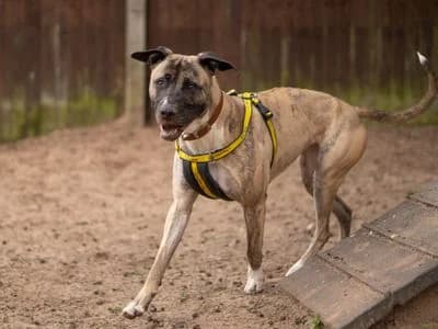 Ella, female young mixed breed for adoption at Dogs Trust Kenilworth, Kenilworth