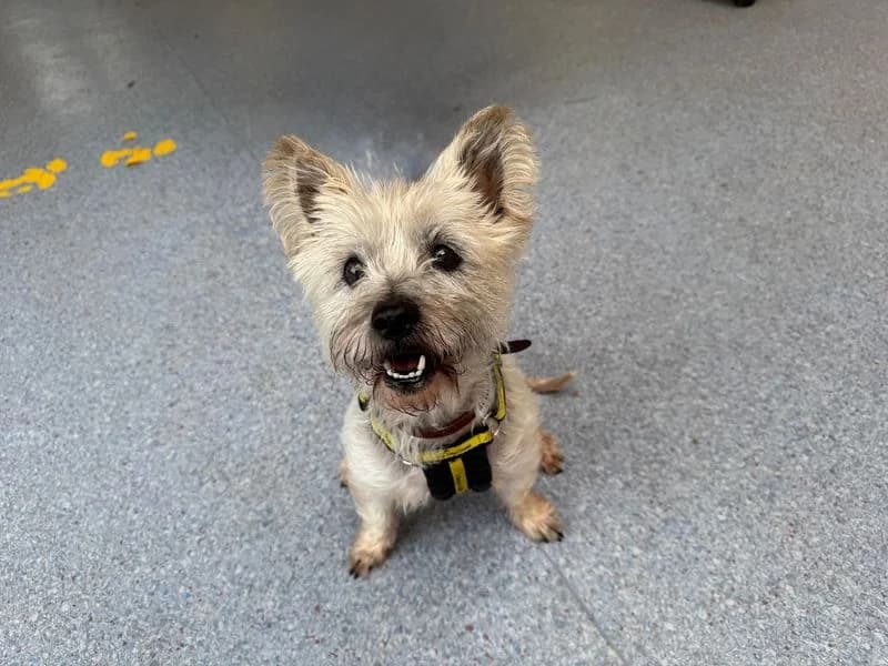 Honey, female senior Cairn Terrier for adoption at Dogs Trust Snetterton, Snetterton