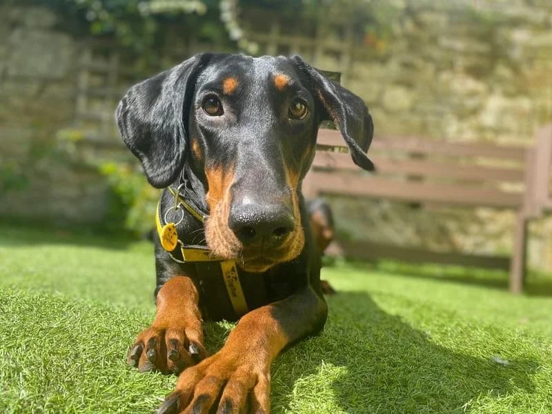 Daphne, female young Doberman for adoption at Dogs Trust West Calder, West Calder