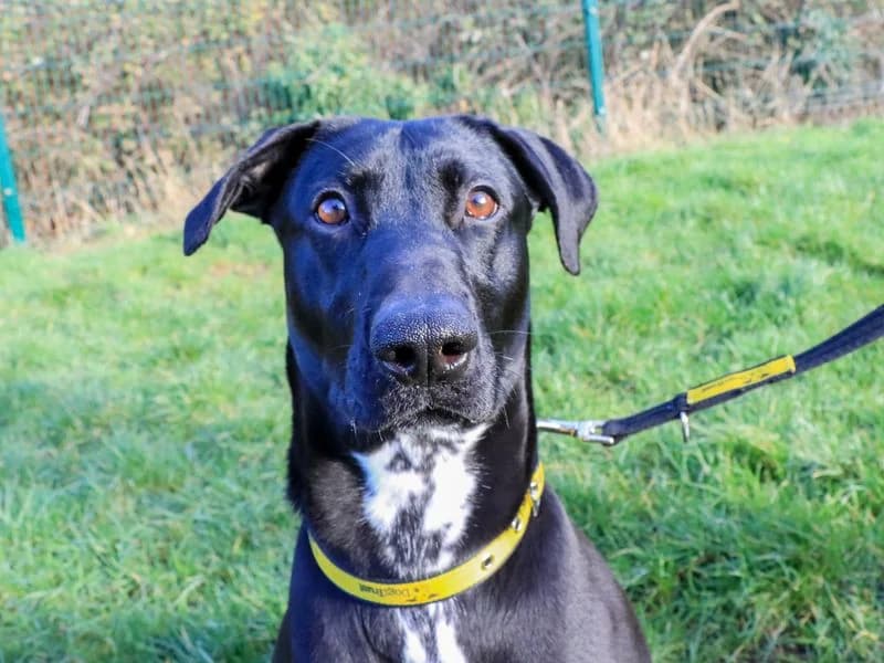 Pippa, female young Labrador Retriever for adoption at Dogs Trust Evesham, Evesham