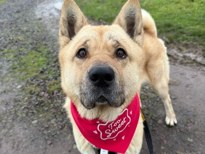 Zeus, male 5yo Akita for adoption at Dogs Trust Shrewsbury, Telford