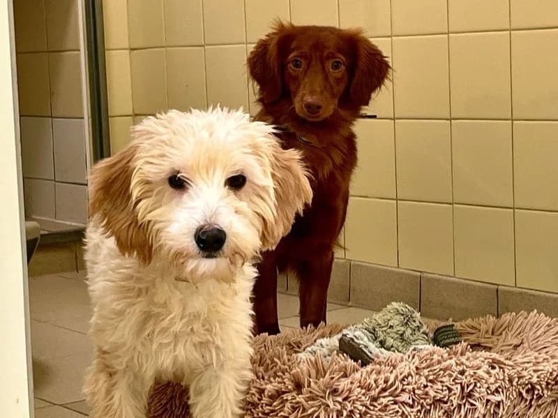 Maris, female 4yo Cocker Spaniel for adoption at Dogs Trust Snetterton, Snetterton