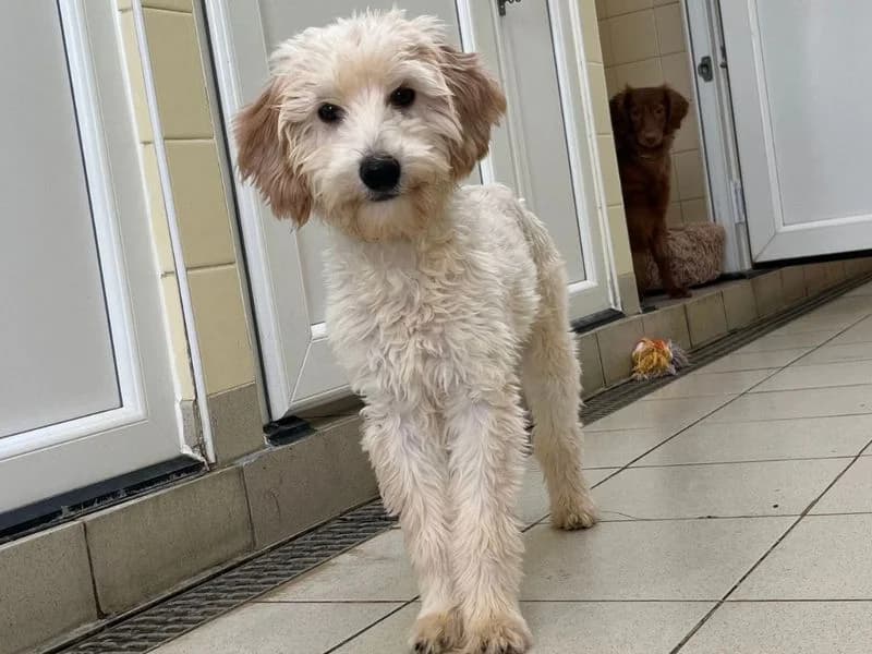 Bubble, female puppy Poodle for adoption at Dogs Trust Snetterton, Snetterton