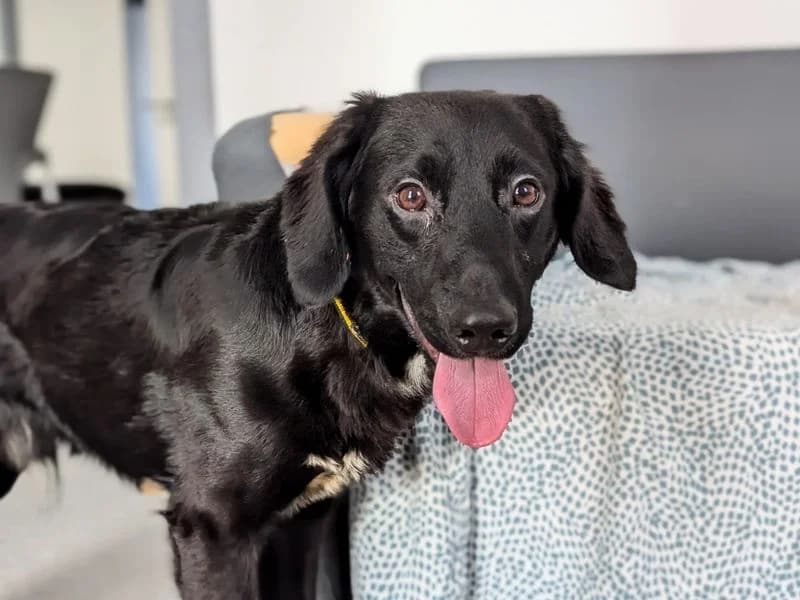 Badger, male puppy mixed breed for adoption at Dogs Trust Cardiff, Cardiff
