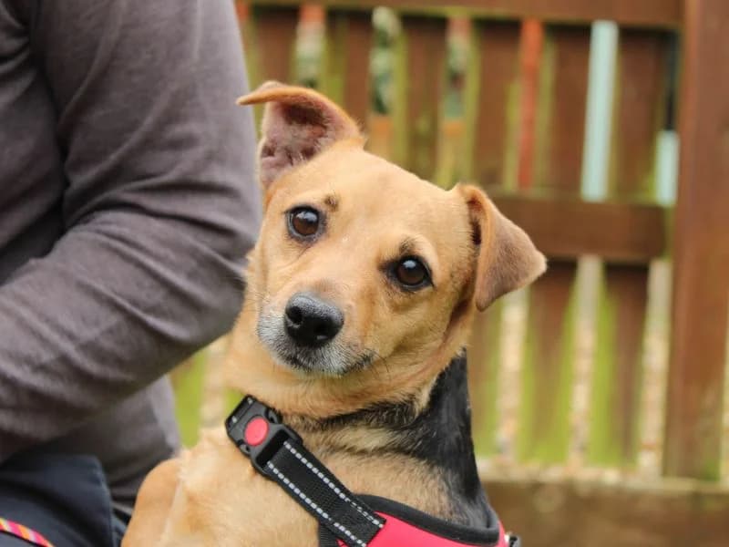 Penny, female 4yo Jack Russell Terrier for adoption at Dogs Trust Newbury, Newbury