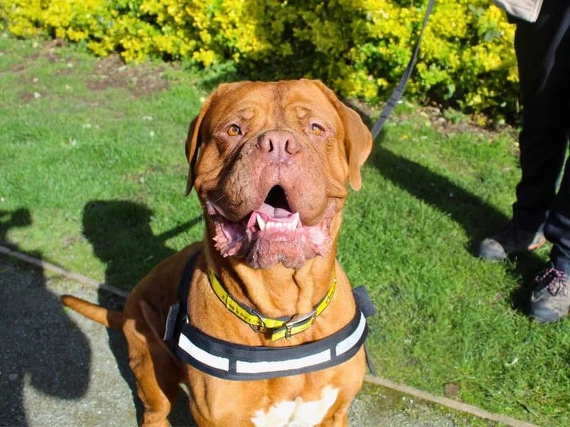 Nala, female 4yo mixed breed for adoption at Dogs Trust Manchester, Manchester