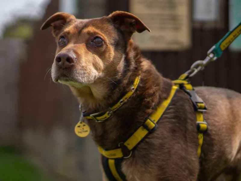 Oliver, male senior mixed breed for adoption at Dogs Trust Kenilworth, Kenilworth