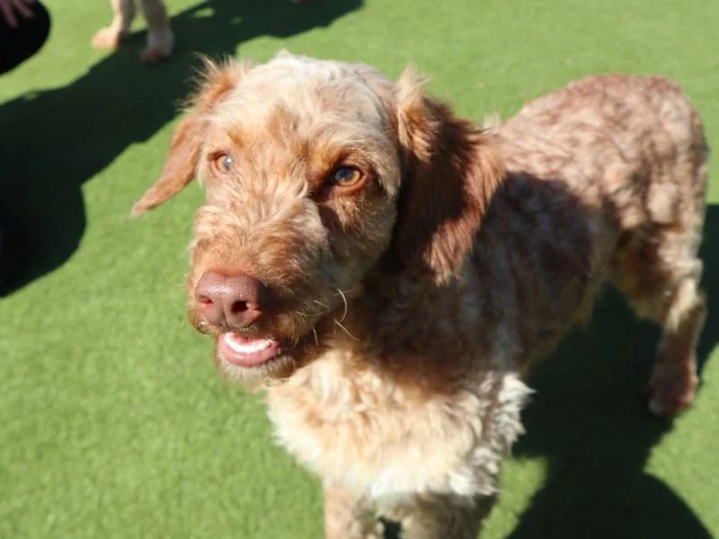 Bob Marley, male 3yo Poodle for adoption at Dogs Trust Harefield, Harefield