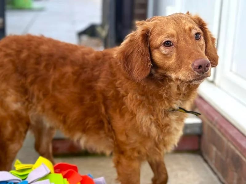 Red, male 3yo mixed breed for adoption at Dogs Trust Shoreham, Shoreham by Sea