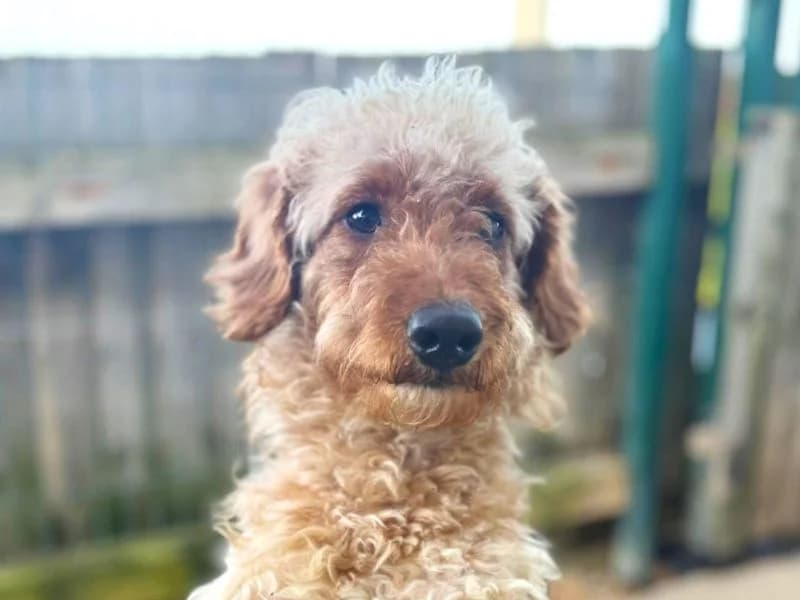 McQueen, male 4yo Poodle for adoption at Dogs Trust Shoreham, Shoreham by Sea