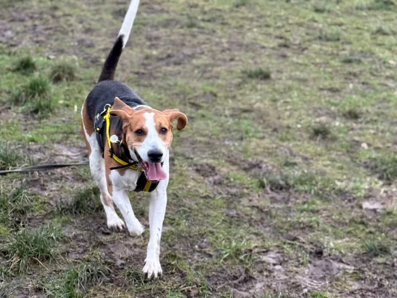 Fred, male 5yo mixed breed for adoption at Dogs Trust Shrewsbury, Telford