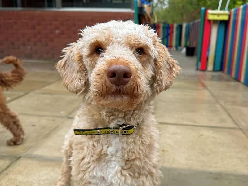 Tommy, male senior Poodle for adoption at Dogs Trust Merseyside, Liverpool