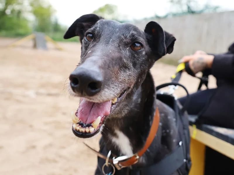Herbie, male young Greyhound for adoption at Dogs Trust Leeds, Leeds