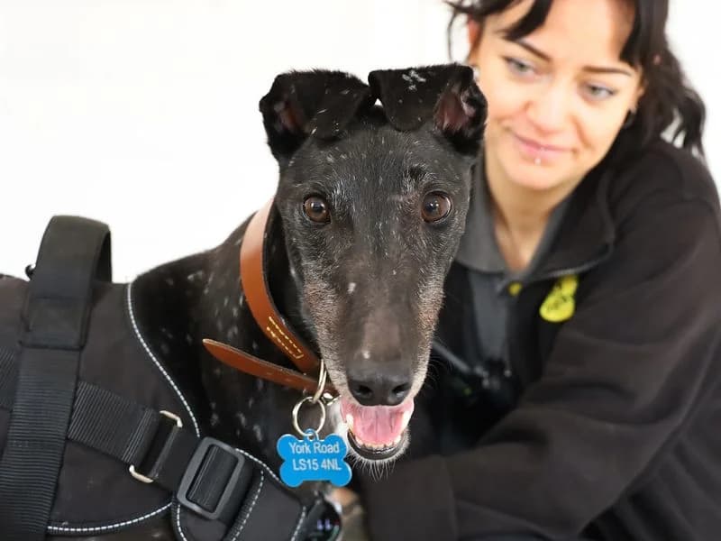 Herbie, male young Greyhound for adoption at Dogs Trust Leeds, Leeds