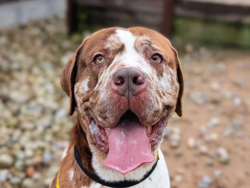 Champ, male 4yo Great Dane for adoption at Dogs Trust Cardiff, Cardiff