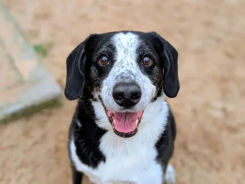 Jackson, male senior Border Collie for adoption at Dogs Trust Cardiff, Cardiff