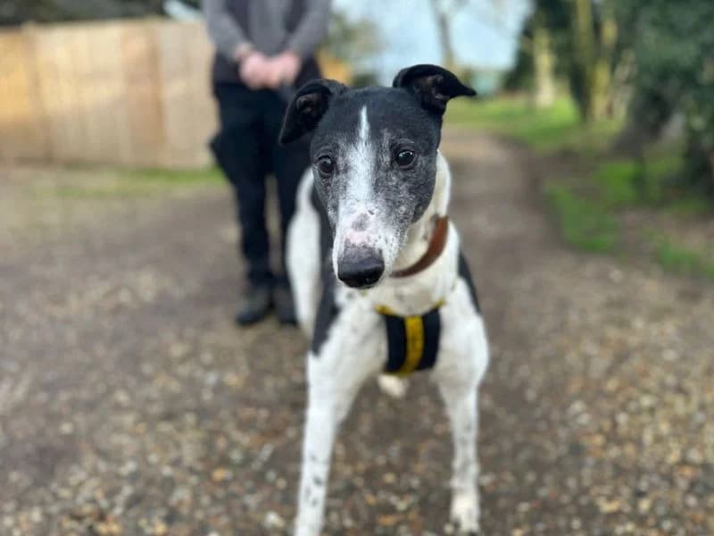 Dolly, female senior Greyhound for adoption at Dogs Trust Snetterton, Snetterton
