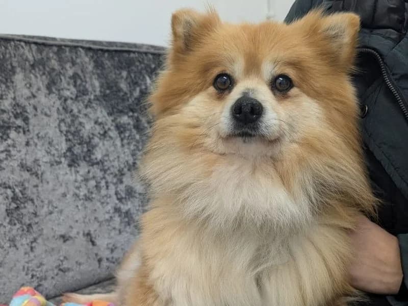 Primrose, female 6yo Pomeranian for adoption at Dogs Trust Harefield, Harefield