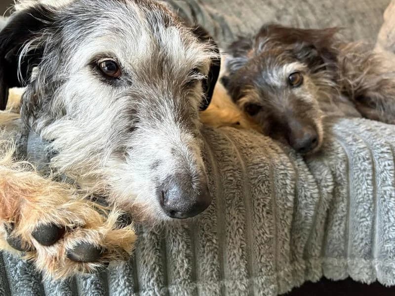 Hank, male senior Lurcher for adoption at Dogs Trust Merseyside, Liverpool