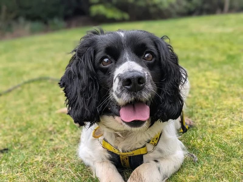 Harlow, female senior mixed breed for adoption at Dogs Trust West Calder, West Calder