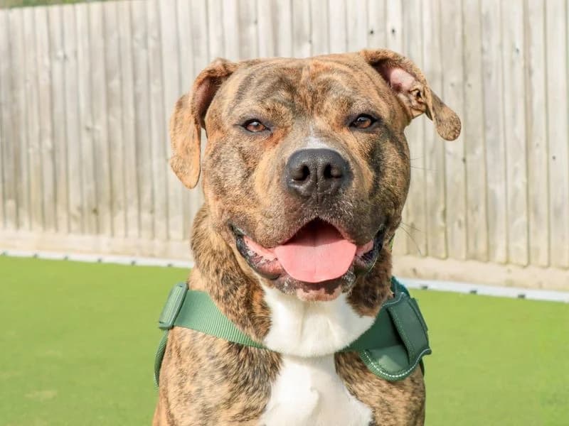 Loki, male young Staffordshire Bull Terrier for adoption at Dogs Trust Evesham, Evesham