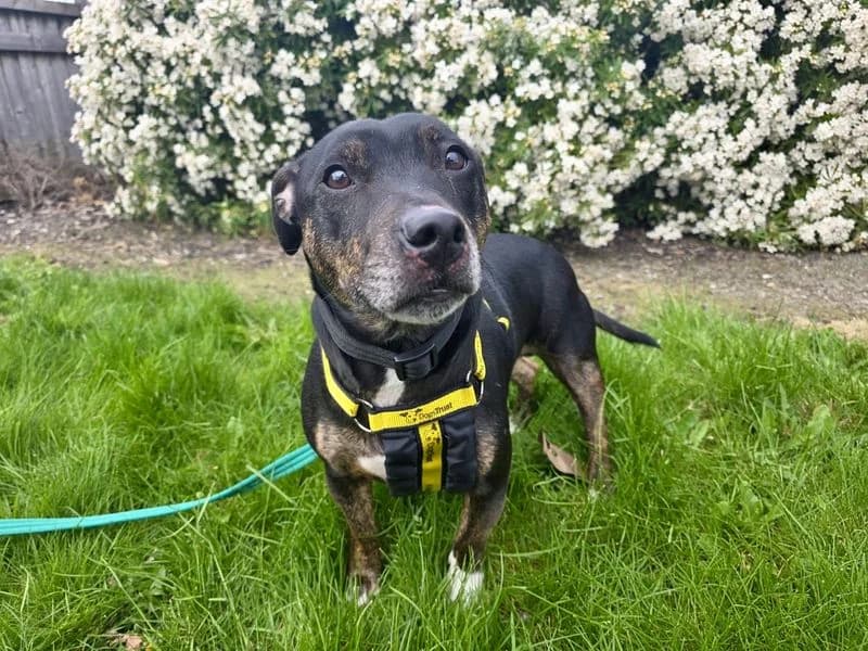 Huxley, male young Staffordshire Bull Terrier for adoption at Dogs Trust Cardiff, Cardiff