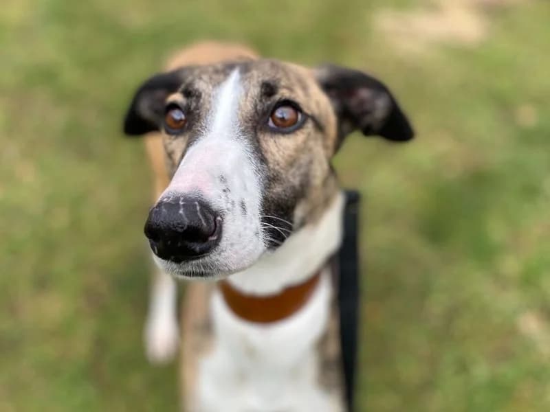 Dottie, female young Whippet for adoption at Dogs Trust Snetterton, Snetterton