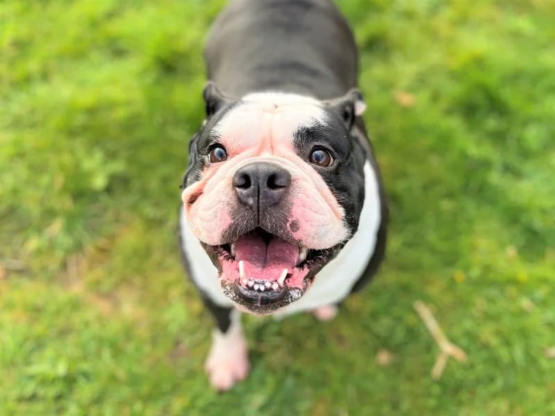 Lola, female 5yo English Bulldog for adoption at Dogs Trust Bridgend, Mid Glamorgan