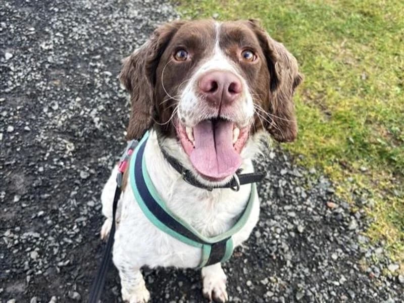 Oscar, male 5yo mixed breed for adoption at Dogs Trust Ballymena, Ballymena