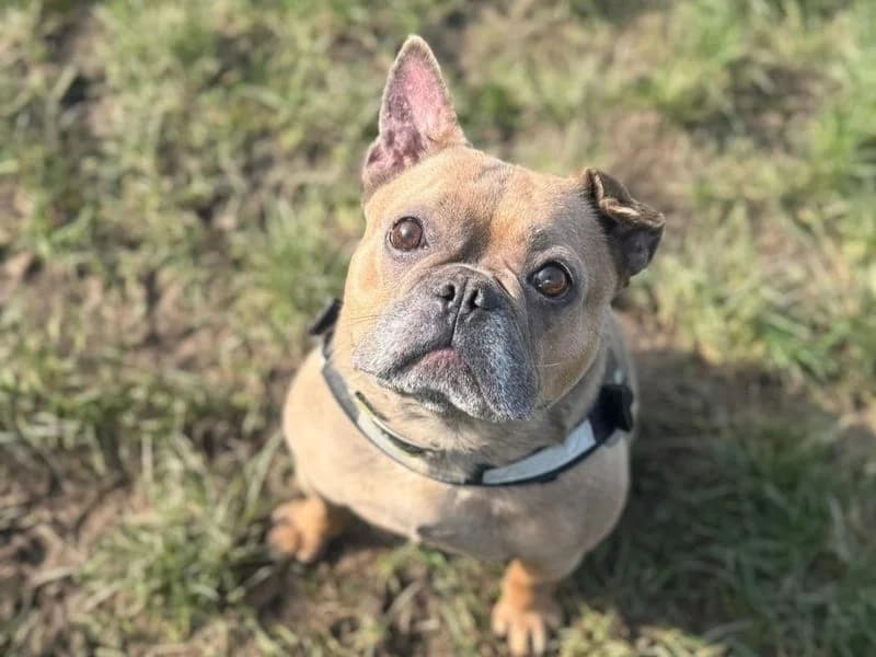 Sky, female English Bulldog for adoption at Dogs Trust Shrewsbury, Telford