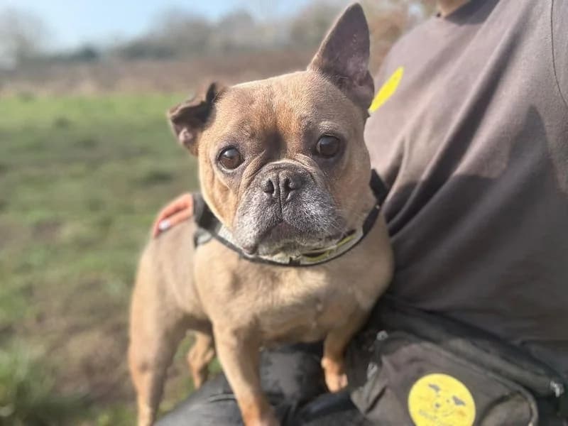 Sky, female 6yo English Bulldog for adoption at Dogs Trust Shrewsbury, Telford