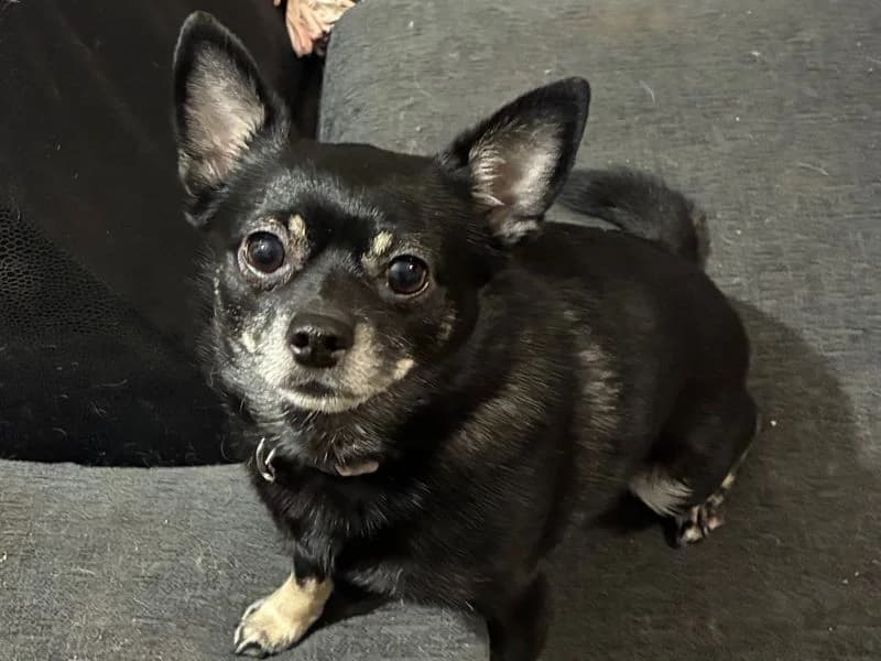 Luna, female 3yo Chihuahua for adoption at Dogs Trust Shrewsbury, Telford