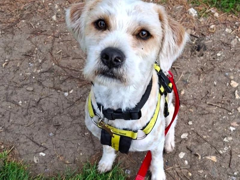 Loki, male young Mixed Breed for adoption at Dogs Trust Shoreham, Shoreham by Sea
