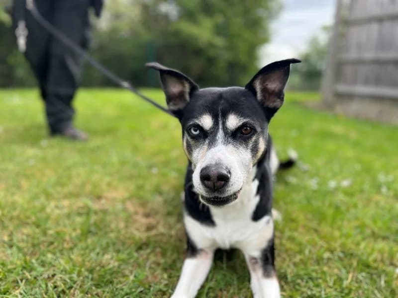 Hollie, female 7yo Staffordshire Bull Terrier for adoption at Dogs Trust Evesham, Evesham