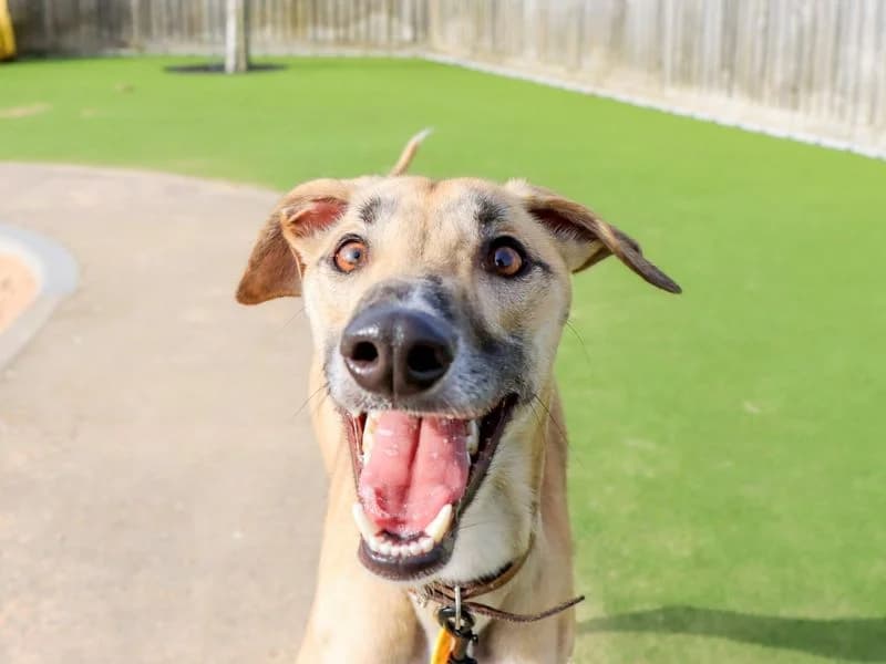 Sidney, male young mixed breed for adoption at Dogs Trust Evesham, Evesham
