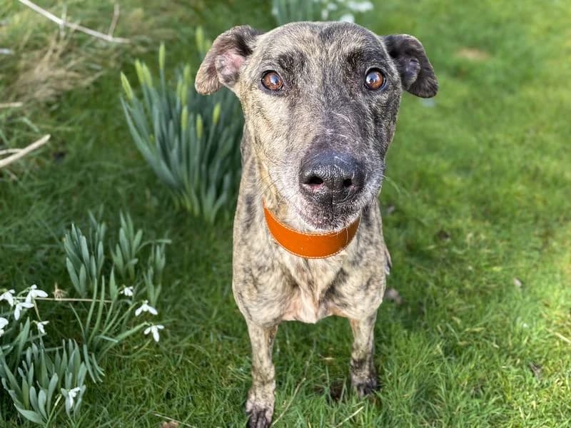 Phillip, male 7yo mixed breed for adoption at Dogs Trust Basildon, Wickford